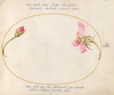 Piatto 56: Un bocciolo di rosa e una rosa rosa disintegrata da Joris Hoefnagel