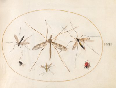 Tavola 57: Una Coccinella, una Mosca e Altri Quattro Insetti da Joris Hoefnagel
