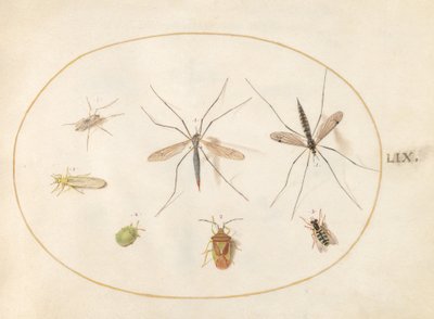 Tavola 59: Sette Insetti, Inclusi un Cimice della Biancospino, Tipule e un Sirfide da Joris Hoefnagel