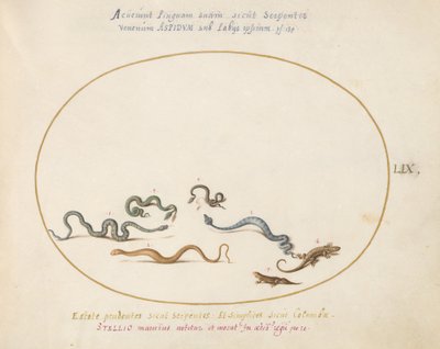Tavola 59: Serpenti e una lucertola da Joris Hoefnagel