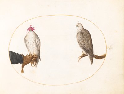 Tavola 5: Un falco incappucciato e il suo corrispettivo selvatico da Joris Hoefnagel