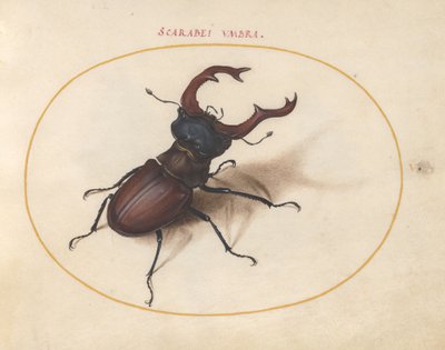 Tavola 5: cervo volante da Joris Hoefnagel