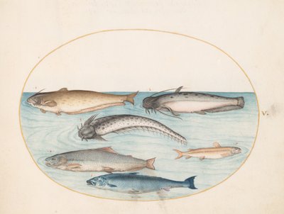 Piatto 5: Tre pesci gatto, un salmone e altri due pesci da Joris Hoefnagel