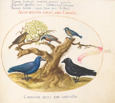 Tavola 61: Corvo blu(?), Taccola, Cinciallegra e altri uccelli da Joris Hoefnagel