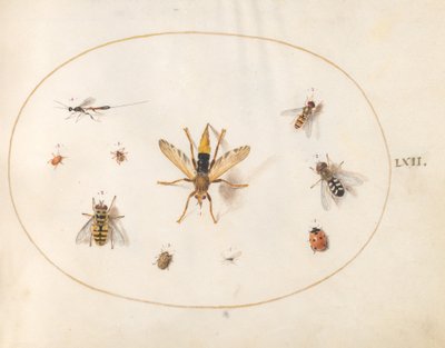 Tavola 62: Dieci Insetti da Joris Hoefnagel
