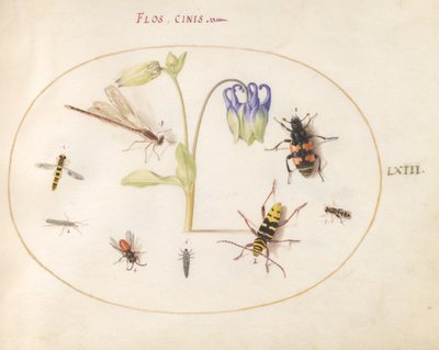 Tavola 63: Una libellula, un longicorno maculato, un necroforo e altri insetti con un aquilegia blu e bianca da Joris Hoefnagel