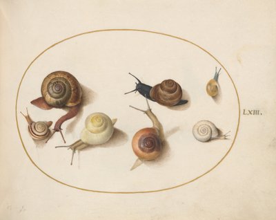 Tavola 63: Sette lumache da Joris Hoefnagel