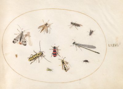 Tavola 64: Undici insetti, tra cui una libellula e un coleottero longicorno da Joris Hoefnagel