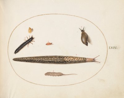 Tavola 64: Limaccia leopardo, larva di carabide, una larva di mosca e altre creature da Joris Hoefnagel