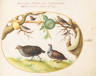 Tavola 64: Due Pernici, uno Scricciolo e Altri Uccelli da Joris Hoefnagel