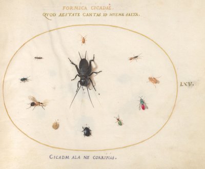 Tavola 65: Un grillo circondato da insetti da Joris Hoefnagel
