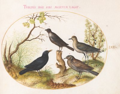 Tavola 65: Merlo, Storno(?) e Altri Uccelli da Joris Hoefnagel