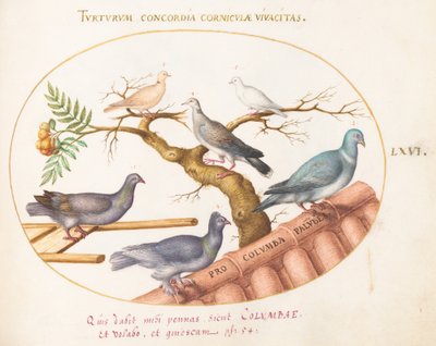 Tavola 66: Colombe e piccioni da Joris Hoefnagel