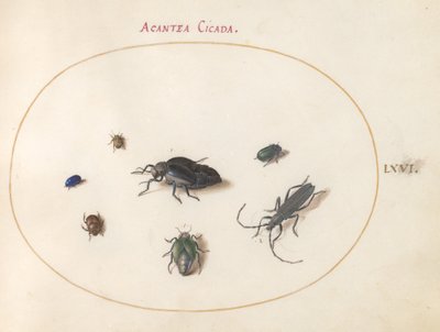 Tavola 66: Due Coleotteri dell