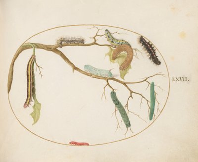 Tavola 67: Bruco della farfalla bianca grande e piccola, bruco del verme cornuto, bruco della falena della scopa e altri da Joris Hoefnagel