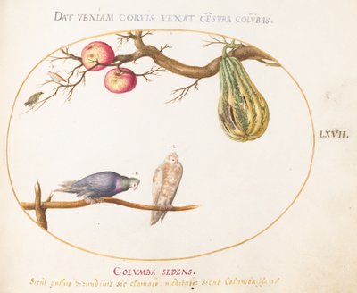 Tavola 67: Due colombe sotto una zucca e mele da Joris Hoefnagel
