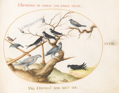 Tavola 68: Un Pernice Bianca, Rondini e Altri Uccelli da Joris Hoefnagel
