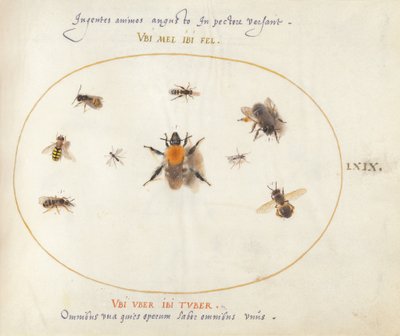 Tavola 69: Nove Api e Altri Insetti da Joris Hoefnagel