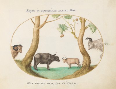 Tavola 6: Una Varietà di Buoi con un Ariete e un Bufalo d