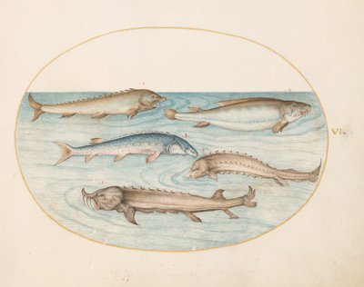Tavola 6: cinque pesci gatto e storione (?) da Joris Hoefnagel