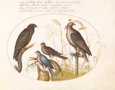 Tavola 6: Quattro uccelli rapaci, incluso un falco sparviero(?) da Joris Hoefnagel