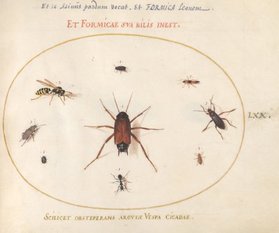 Piatto 70: Un pesce circondato da insetti da Joris Hoefnagel