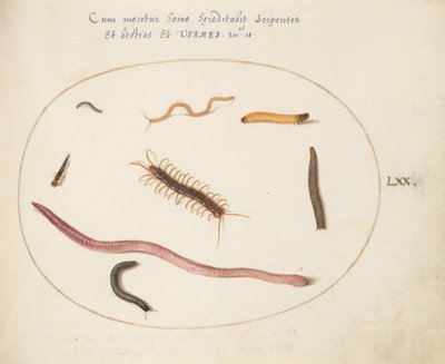 Tavola 70: Verme, centopiedi, millepiedi e altre creature lunghe da Joris Hoefnagel
