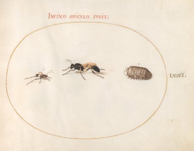 Tavola 71: Due vespe e un porcellino di terra da Joris Hoefnagel