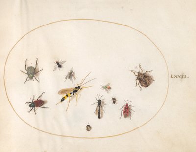 Piatto 72: Cimice, Cimice della cannella, Vespa e altri insetti da Joris Hoefnagel