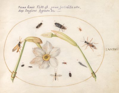 Piatto 74: Insetti con narcisi bianchi da Joris Hoefnagel