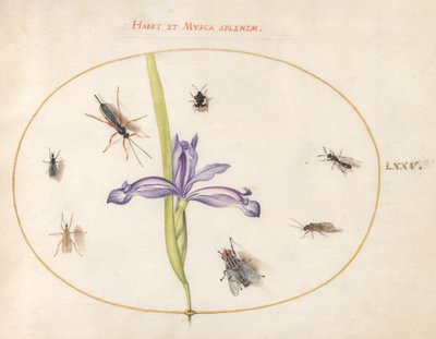 Tavola 75: Una mosca e altri insetti con un