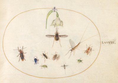 Tavola 77: Sfinge colibrì con un fiore bianco, punteruoli blu e verdi e altri insetti da Joris Hoefnagel