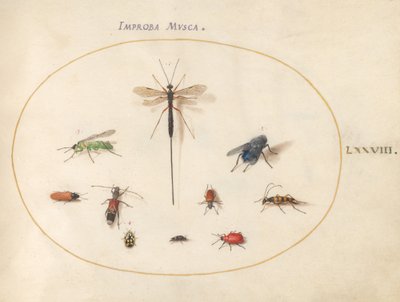 Tavola 78: Dieci insetti, inclusa una mosca blu da Joris Hoefnagel