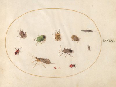 Tavola 79: Dodici insetti, inclusi cimici da Joris Hoefnagel