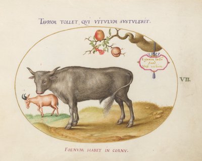 Tavola 7: Un toro e un animale con le corna da Joris Hoefnagel