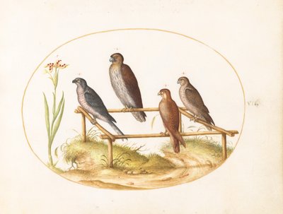 da Joris Hoefnagel
