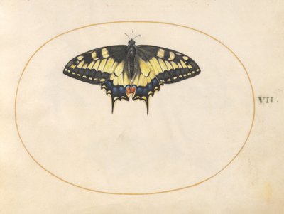 Tavola 7: Farfalla coda di rondine da Joris Hoefnagel