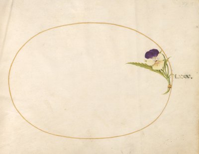 Tavola 80: Viola viola e gialla da Joris Hoefnagel
