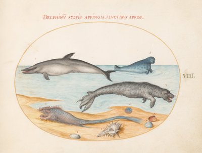 Tavola 8: Un Delfino, Due Foche, un Brethmechin e Conchiglie da Joris Hoefnagel