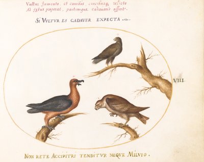 Tavola 8: Avvoltoio Barbuto con Due Uccelli Rapaci da Joris Hoefnagel