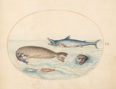 Tavola 9: Un Grande Squalo Bianco(?), Due Foche e Due Pesci da Joris Hoefnagel