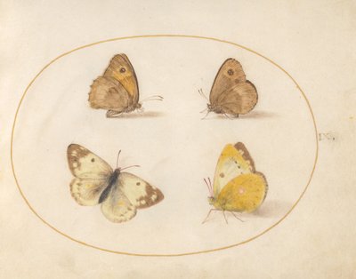Tavola 9: Farfalle Meadow Brown, Gatekeeper, Clouded Yellow e Bath White da Joris Hoefnagel