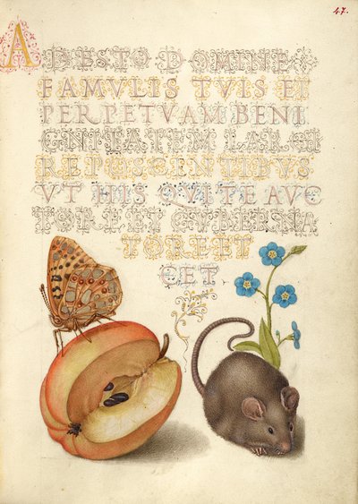 Fritillaria regina di Spagna, mela, topo e nontiscordardime strisciante da Joris Hoefnagel