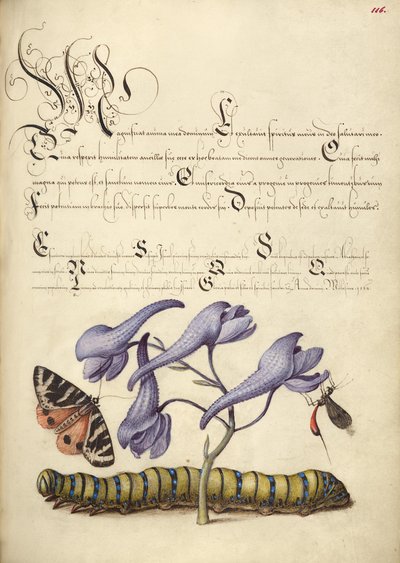 Falena tigre scarlatta, larkspur, insetti e bruchi da Joris Hoefnagel