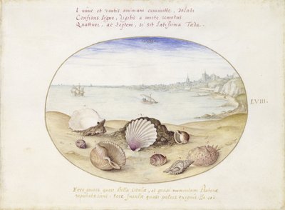 Conchiglie e vista su Cadice da Joris Hoefnagel