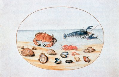 Conchiglie e molluschi, XVI secolo da Joris Hoefnagel