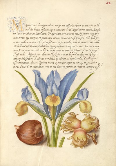 Castagno di Spagna, Iris inglese e Filiberto europeo da Joris Hoefnagel