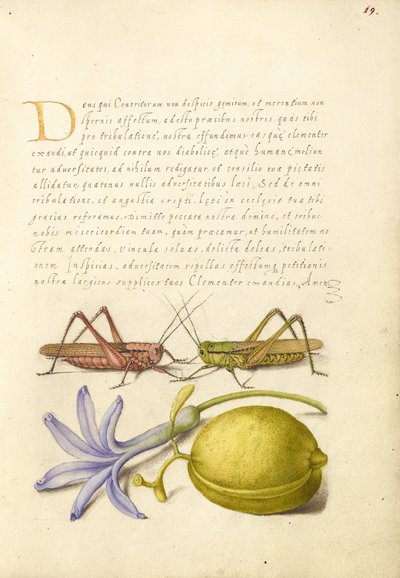 Verruca, cavalletta, giacinto e mandorla da Joris Hoefnagel