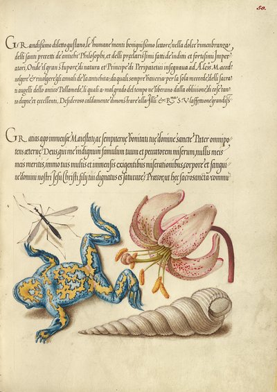 Moscerino d