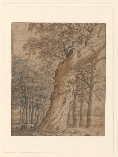 Vecchia quercia in una foresta da Joris van der Haagen